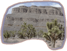 Joshua Tree Forest