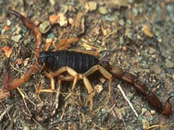 Poisonous scorpion roams the desert